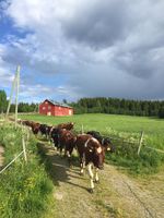 Krøttervegen mellom Øverby og Holmstadsvea på Toten. Foto: Trond Østby (2016).