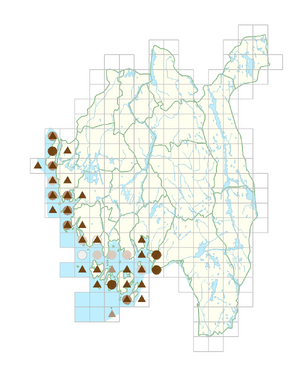 Honckenya peploides subsp. peploides.png