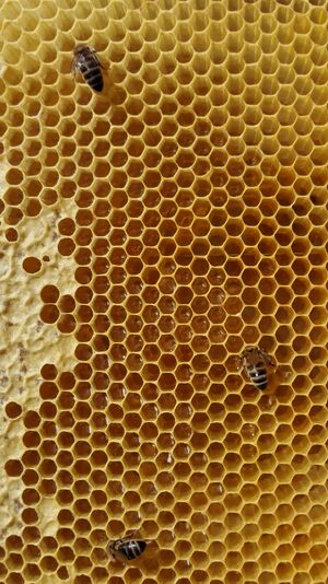 Honningtavle.jpg