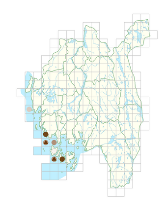 Hornungia petraea.png