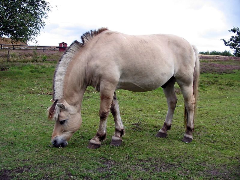 Fil:Horse hjerl hede 2004 ubt.jpeg