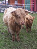 Skotsk høglandsfe på Dyrskun i Seljord, 2008. Foto: Anne Brit Flatin Borgen