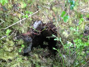 Hull Målsjøtrøa.jpg