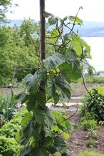 Humleurt ved Hovelsrud gård, Helgøya.jpg