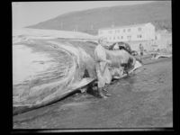 117. Hvalflensing, Tromsøsund - no-nb digifoto 20150120 00085 NB MIT FNR 20068.jpg