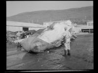 116. Hvalstasjon, Tromsøsund - no-nb digifoto 20150120 00081 NB MIT FNR 20070.jpg