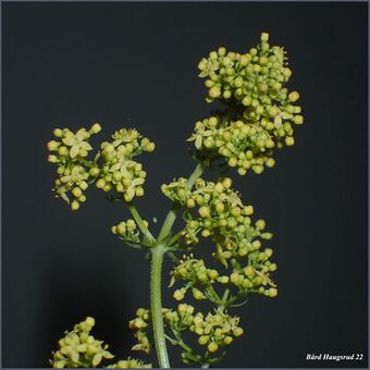 Hybrid-Stormaure BH.jpg