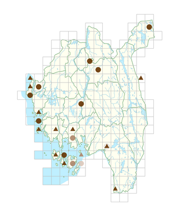 Hypochaeris radicata.png