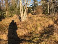 2. Hysken - overgrodd grunnmur.jpeg