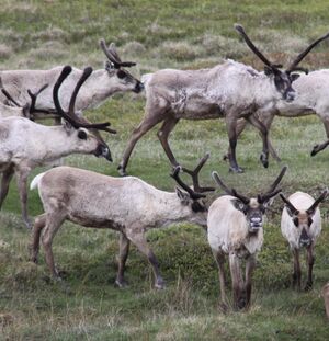 Iceland reindeer 1.jpg