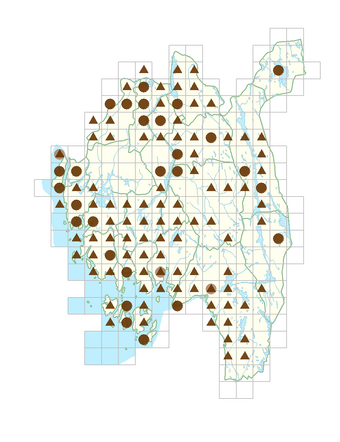 Impatiens glandulifera.png