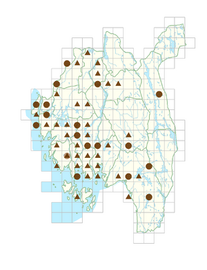 Impatiens parviflora.png
