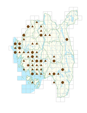 Impatiens parviflora.png