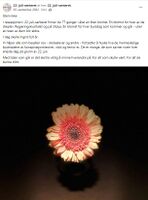 22. juli-senterets bursdagsblomst til Ingrid Berg Heggelund, 20. september 2022. Skjermdump 22. juli-senterets Facebookside.