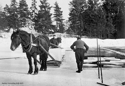 Fra Isskjæring på en av dammene ved Båtstø ca. 1960. Mannen med ryggen til skjærer isen i blokkersom blir lastet på slådden (den lange sleden bak hesten). Herfra ble blokkene kjørt ned til lasteplasser eller isstabler ved fjorden. Hest ble brukt helt fram til 1960-tallet.Mennene på bildet er Olaf Klemmetsrud, Martin Hov og Hans Haugan. (Fotograf ukjent) .