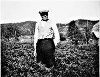 I potetåkeren i Nordvika