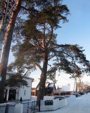 Jomfrubråtveien 39 Oslo naturminne.jpg