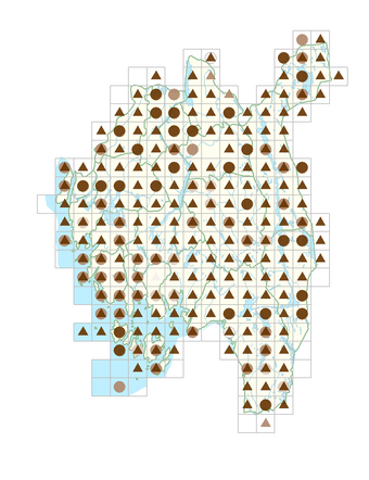 Juncus articulatus.png