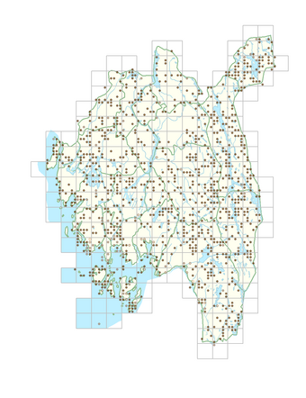 Juncus articulatus 1.png