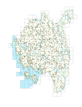 Juncus bufonius 1.png