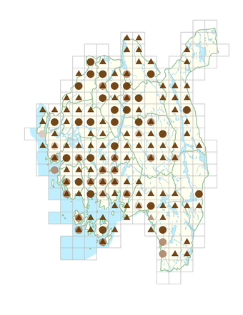 Juncus compressus.png