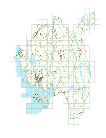 Juncus compressus 1.png