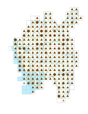 Juncus conglomeratus.png