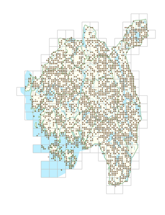 Juncus conglomeratus 1.png