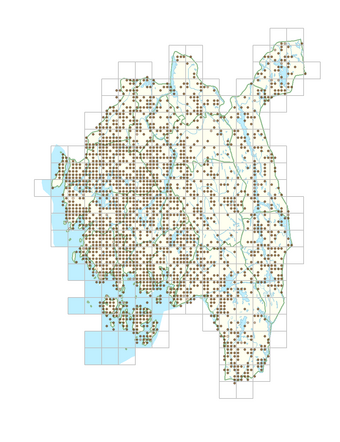 Juncus effusus 1.png