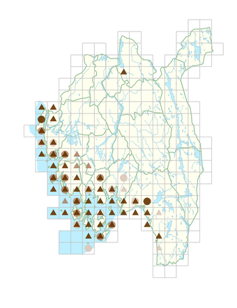 Juncus gerardii subsp. gerardii.png