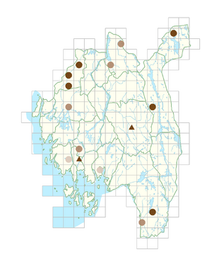 Juncus minutulus.png