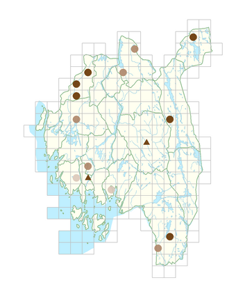 Juncus minutulus.png