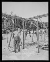 300. Kabelvåg, Fisk på hjel - no-nb digifoto 20151126 00018 NB MIT FNR 09823.jpg