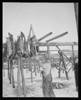 266. Kabelvåg, Fisk på hjel - no-nb digifoto 20151126 00067 NB MIT FNR 09822.jpg