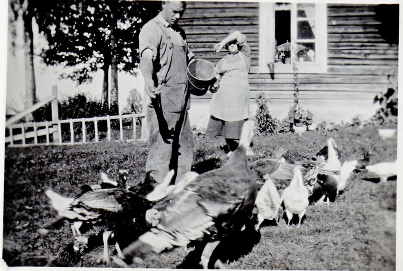 Fil:Kalkuner-paa-stensli-2.jpg