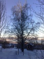 163. Kallrustad Dælinvegen storbjørka 2013.jpg