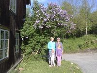 50. Kallrustad syrina 2010.jpg