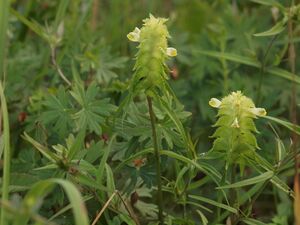 Kammarimjelle BH.JPG