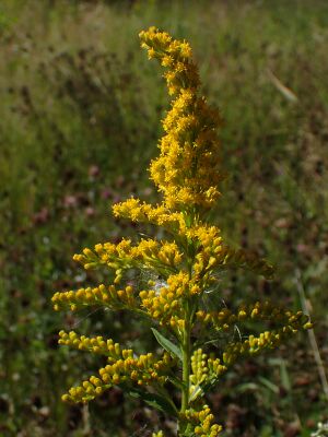 Kanadagullris Solidago canadensis BH.JPG