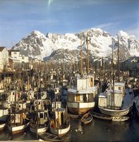 Henningsvær havn under lofotfisket. Foto: Kanstad