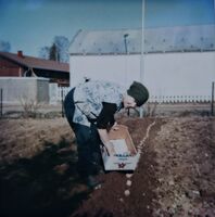 Kilde - vår 1979. Elida Westlie, potetsetting. Foto: Annar Westlie