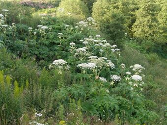 Kjempebjørnekjeks BH.JPG