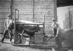RUD-SAMLINGEN.. Klauvskjæring av oksen på Aasager Nedre ca. 1900. (Foto Edvard Rud, Røyken Historielags billedsamling)