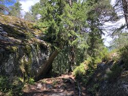 Kleiva opp mot Skjettenkollen2. Foto 2020 Steinar Bunæs.