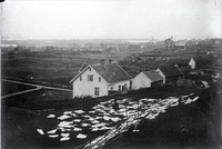 Bleking av klær ved gården Sørhaug, Haugesund. Karmsund folkemuseum, ca. 1900.