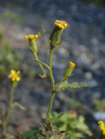 Klistersvineblom BH.JPG