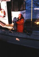 Knut Johnsen drev torskefiske, med MB «Varnes» i Olderfjorden i ytre Kvænangen og i Breivikfjorden på Sørøya.