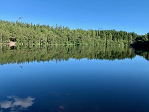 Knuttjern (juli 2020, bilde03).jpg