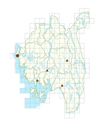 Kolkwitzia amabilis.png