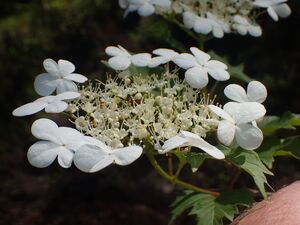 Korsved Viburnum opulus BH.JPG